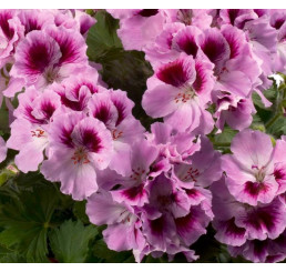 Pelargonium grandiflorum ´pac®Aristo® Orchid´ / Muškát veľkokvetý, bal. 6 ks, 6xK7