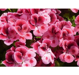 Pelargonium Candy Flowers® ´Pink with Eye´ / Muškát ružový, K7