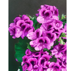 Pelargonium grandiflorum ´Clarion® ´Violet´ / Muškát, K7