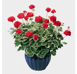 Pelargonium pac® Pelgardini® ´Wilhelm Langguth´ / Muškát krúžkový, K7