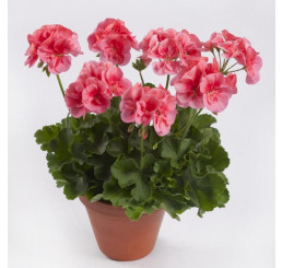 Pelargonium peltatum x zonale ´pac® TWOinONE® ´Peach´  / Muškát vzpriamený, bal. 3 ks, 3x K7