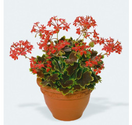 Pelargonium pac® Pelgardini® Vancouver Centennial / Muškát krúžkový, bal. 6 ks sadbovačov