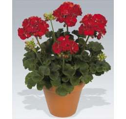 Pelargonium zonale ´pac®Victor´ / Muškát krúžkovaný, bal. 6 ks, 6xK7
