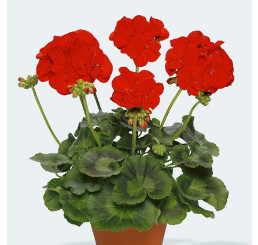 Pelargonium zonale pac®´ Victoria´ / Muškát krúžkový, bal. 6 ks, 6xK7