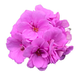 Pelargonium pelt. PAC® Amethyst´ / Muškát previsnutý, bal. 3 ks, 3x K7