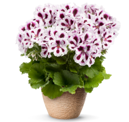 Pelargonium grandiflorum PAC® ´Aristo Purple Stripes´ / Muškát veľkokvetý, bal. 6 ks sadbovačov