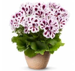 Pelargonium grandiflorum PAC® ´Aristo Purple Stripes´ / Muškát veľkokvetý, K7