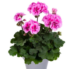 Pelargonium zonale pac®´Belinda´ / Muškát krúžkový, bal. 3 ks, 3xK7