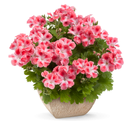 Pelargonium hybr. ´Candy Flowers Peach Cloud´ / Muškát hybridný, K7