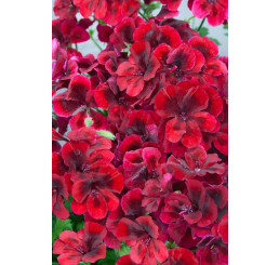 Pelargonium grandiflorum Clarion®Dark Red´ / Muškát veľkokvetý, bal. 6 ks sadbovačov