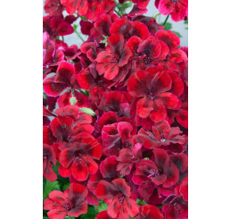 Pelargonium grandiflorum Clarion®Dark Red´ / Muškát veľkokvetý, K7