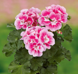 Pelargonium x zonale Grandeur® Dark Pinkberry  / Muškát , bal. 6 ks sadbovačov
