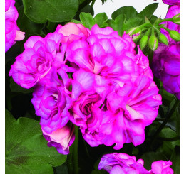 Pelargonium pelt. Grandeur® ´Ivy Arctic Rose´ / Muškát previsnutý, bal. 3 ks, 3x K7
