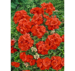 Pelargonium cultivars Grandeur®´Pure Orange´ / Muškát , bal. 3 ks, 3x K7