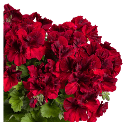 Pelargonium grandiflorum ´pac®Aristo®Deep Red´ / Muškát veľkokvetý, bal. 6 ks, 6x K7