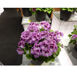 Pelargonium grandiflorum ´pac®Aristo® Orchid´ / Muškát veľkokvetý, K7