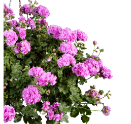 Pelargonium pelt. PAC® ´Kitty´ / Muškát previsnutý, K7