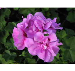 Pelargonium pelt. PAC® ´Amelit´ / Muškát previsnutý, bal. 6 ks, 6x K7