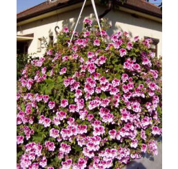 Pelargonium crispum Angeleyes® ´Bicolor´ / Muškát anglický, K7