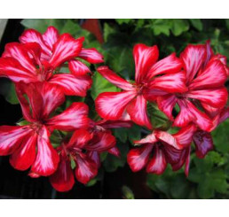 Pelargonium pelt. PAC® ´Global Stars and Stripes´ / Muškát previsnutý, K7