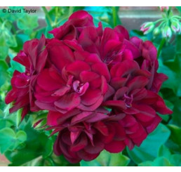 Pelargonium pelt. PAC® ´Tomgirl´ / Muškát previsnutý, K7