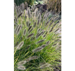 Pennisetum alopecuroides ´Black Beauty´ / Perovec, K9