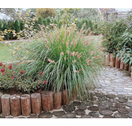 Pennisetum alopecuroides ´ Japonicum´ / Perovec, K9