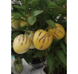 Solanum muricatum / Pepino Gold, 20 cm, K9