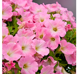 Petunia Bingo®´Pink Morn´ / Petúnia, bal. 3 ks, 3xK7