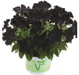 Petunia Patia® Back to Black / Petúnia, bal. 6 ks sadbovačov