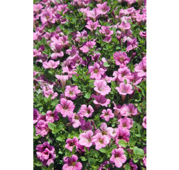 Petunia hybr. Littletunia™ Pink´ / Petúnia, K7