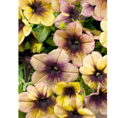 Petunia x atkinsiana ´Ray ™ Shadow´ / Petúnia, bal. 6 ks, 6x K7