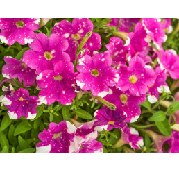 Petunia Splash Dance ® Rumba Rose / Petúnia, bal. 6 ks, 6x K7