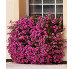 Petunia Surfinia® ´Hot Pink 05´ / Petúnia sýtoružová jednoduchá, bal. 6 ks, 6x K7