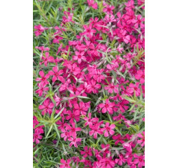 Phlox subulata ´Scarlet Flame´ / Flox šidlolistý, K9