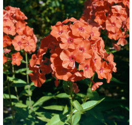 Phlox paniculata 'Adessa® Orange' / Flox metlinatý, K9