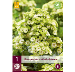 Phlox paniculata ´Orchid Green´ / Flox metlinatý, I.