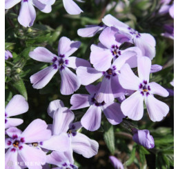 Phlox subulata 'Benita' / Flox šidlolistý , K9