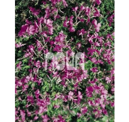 Phlox subulata ´Purple Beauty´ / Flox šidlolistý, K9