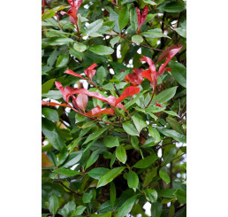 Photinia fraseri ´Little Red Robin´ / Červienka, C3