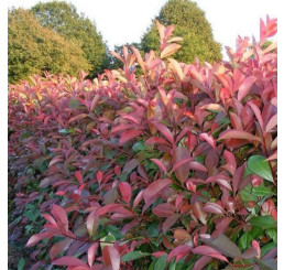 Photinia x fraseri ´Red Select´ / Červienka, 20-30 cm, C2