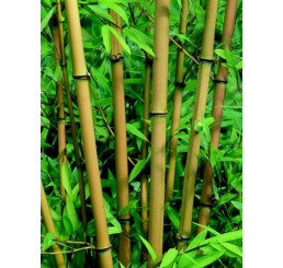 Phyllostachys aureocaulis / Pabambus žltý, 60-80 cm, C20