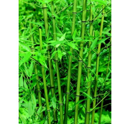 Phyllostachys bissetti/ Pabambus zelený, 40-50 cm, C2