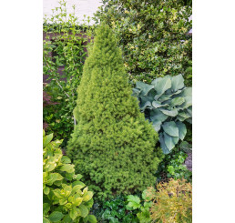 Picea glauca ´Conica´ / Smrek biely kužeľovitý, 15-20 cm, C1,5