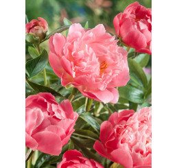 Paeonia ´Pink Hawaiian Coral´ / Pivónia, 2/3