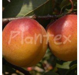 Prunus armeniaca ´Pinkcot´ / Marhuľa skorá, St. Julien A