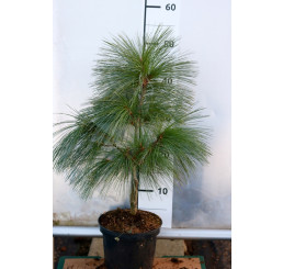 Pinus schwerinii ´Wiethorst´/ Borovica , 40-60 cm, C2