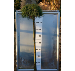 Pinus strobus ´Green Curls´ / Borovica na kmienku, 80-120 cm, C7,5