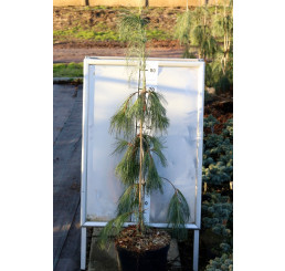 Pinus strobus ´Pendula´ / Borovica na kmienku, 50-60 cm, BK