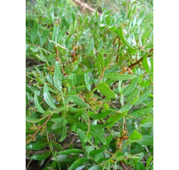 Pistacia lentiscus / Mastiková pistácia, 15-20 cm, C1,5